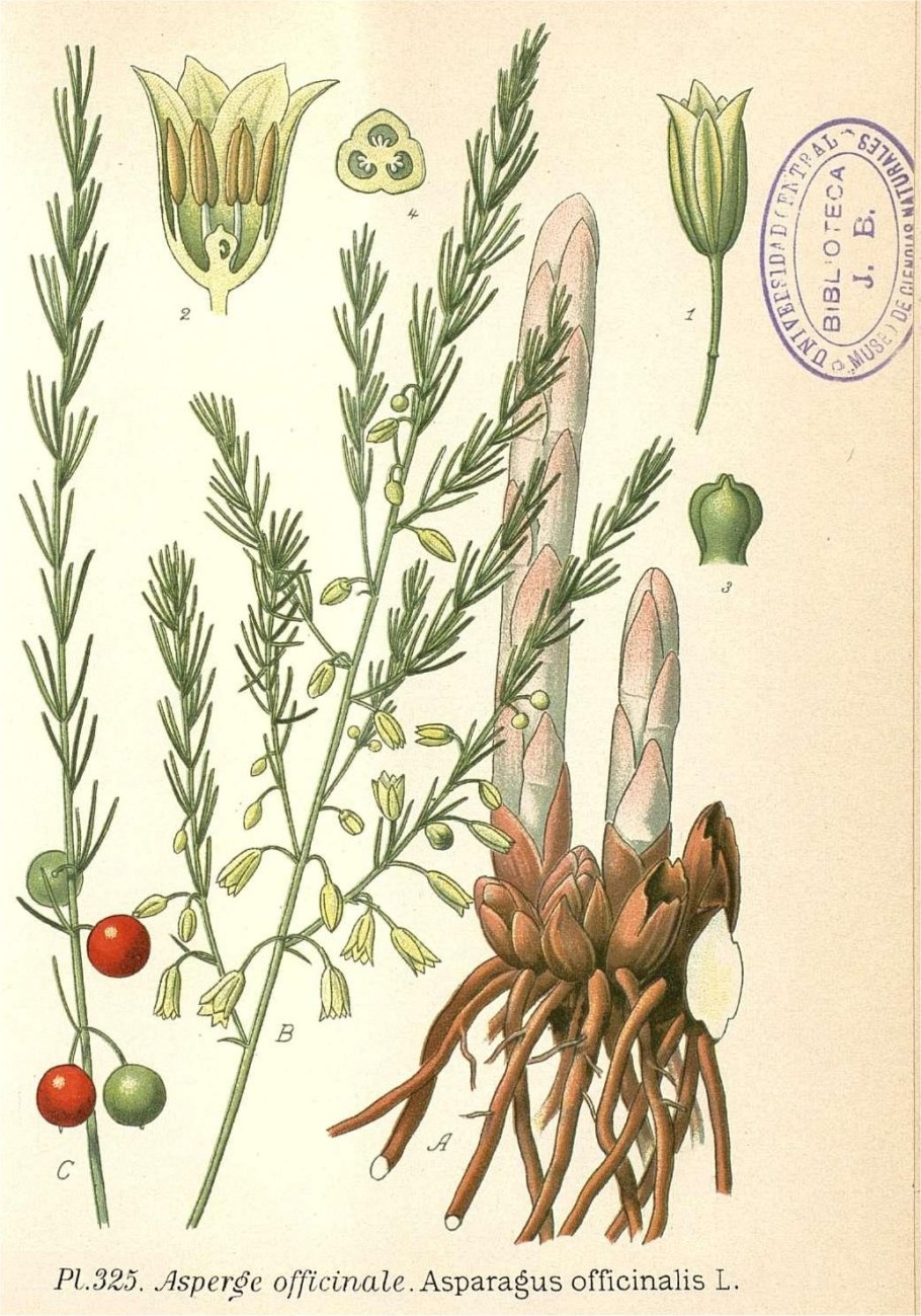 Спаржа лекарственная (Asparagus officinalis Avalim)