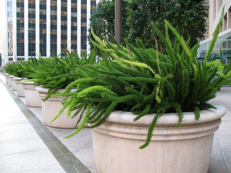 Asparagus densiflorus