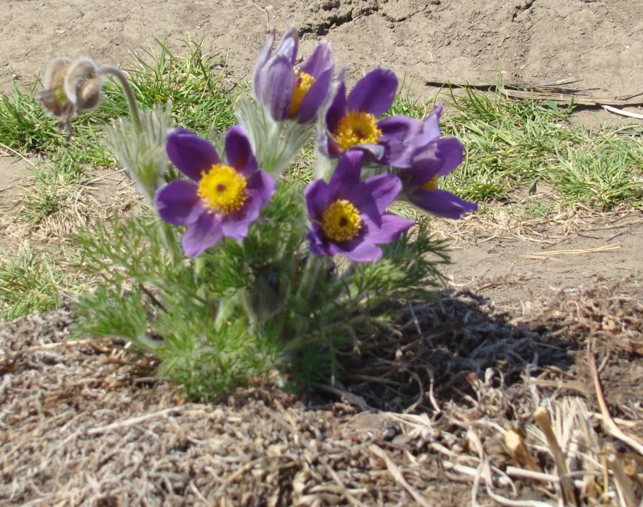 Прострел Пульсатилла