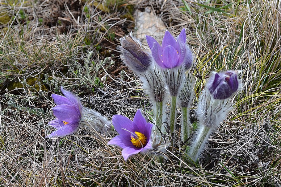 Прострел раскрытый Pulsatilla Patens рисунок