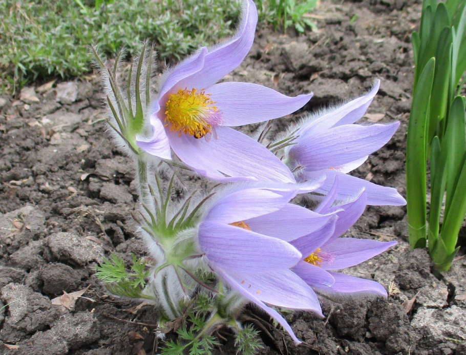 Прострел Луговой