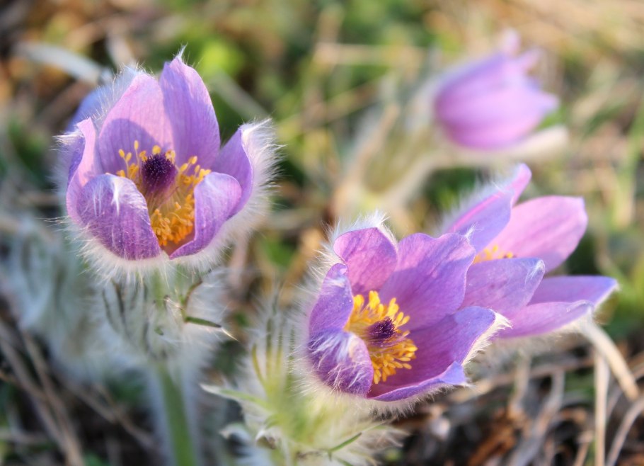 Pulsatilla Koreana