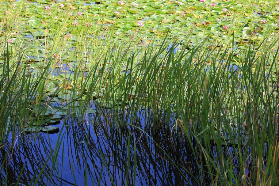 Камыш это ? АИР рогоз