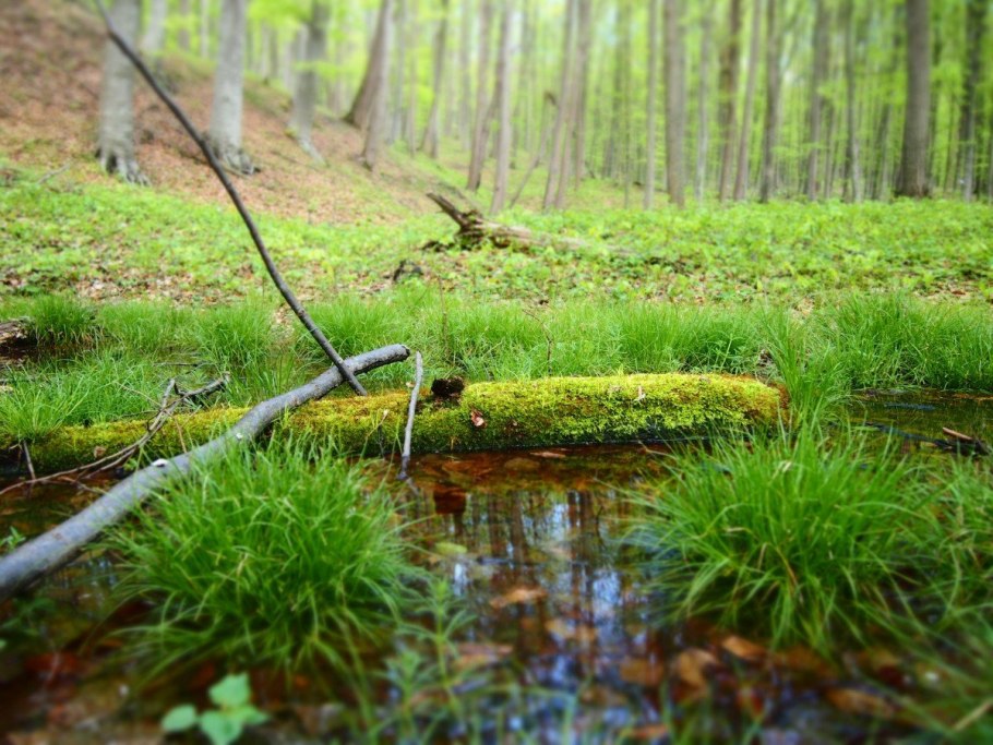 Росянка Болотная