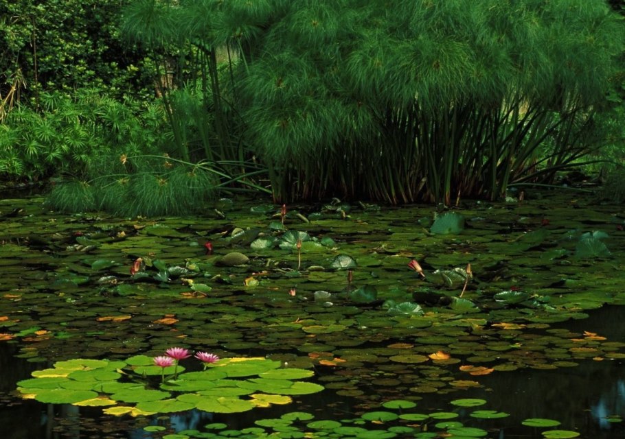 Болотное насекомоядное растение