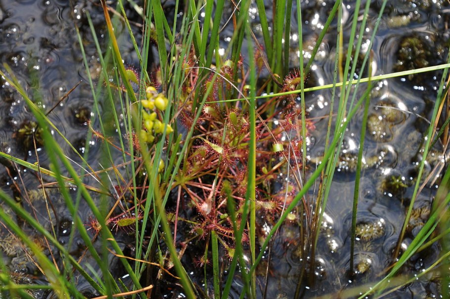 Травяной Покров болот