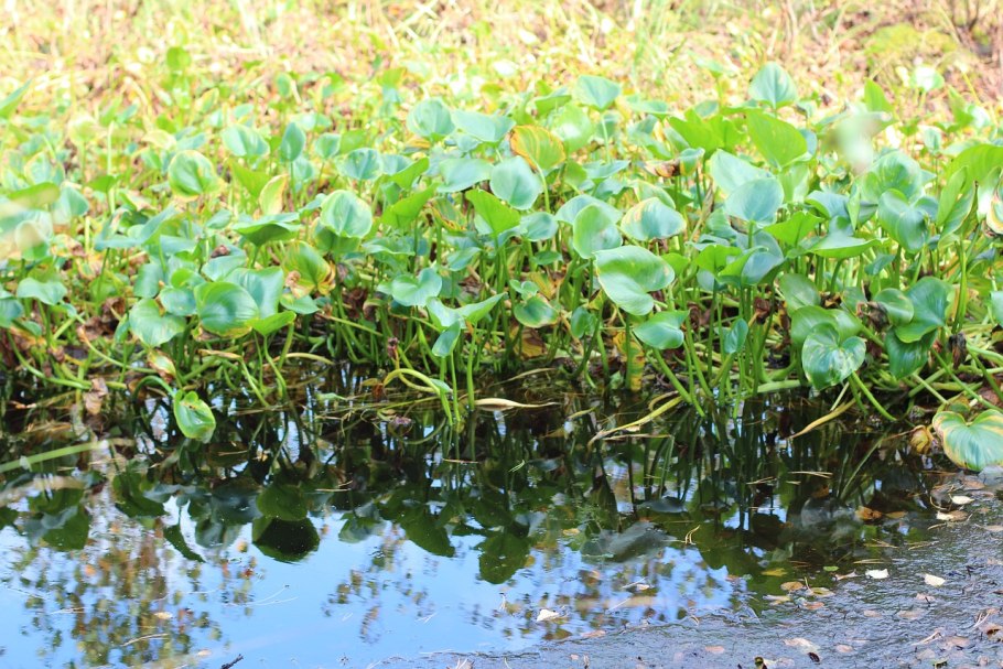 Осока растение Болотное