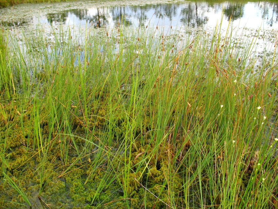 Низинные болота Беларуси