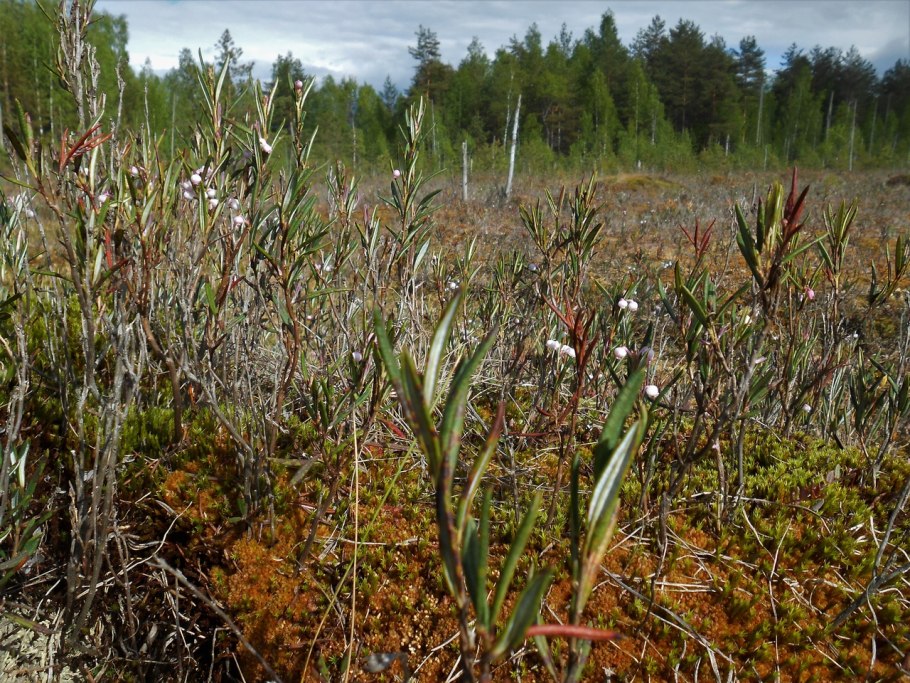 Кустарники на болоте