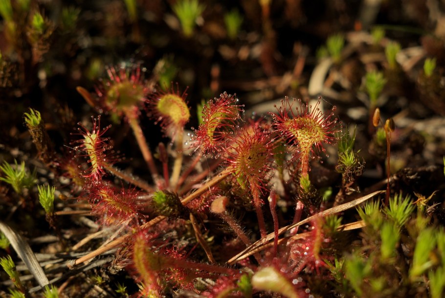 Пушица многоколосковая