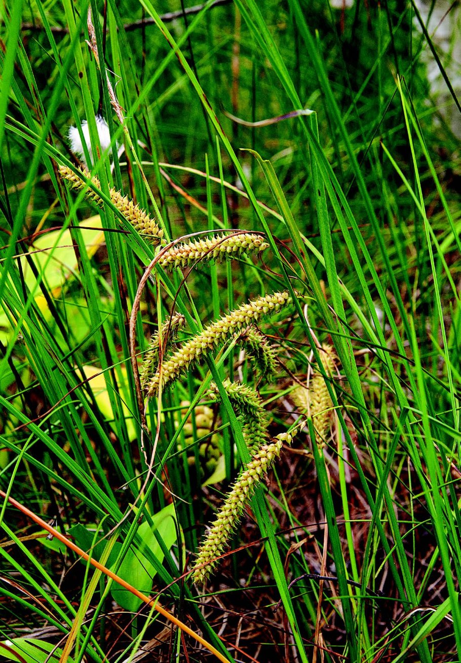 Болотистые болотные травы