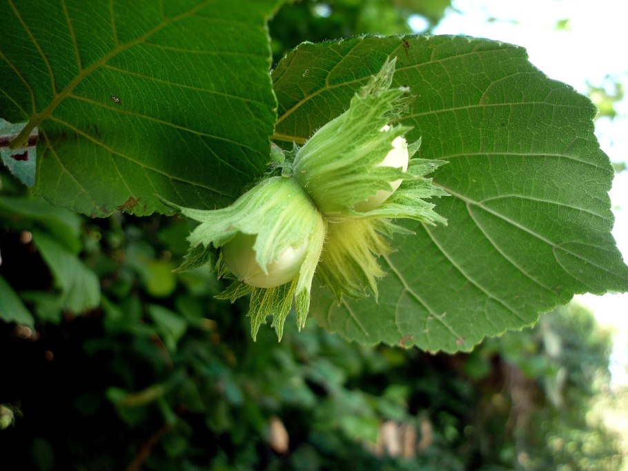 Corylus Americana