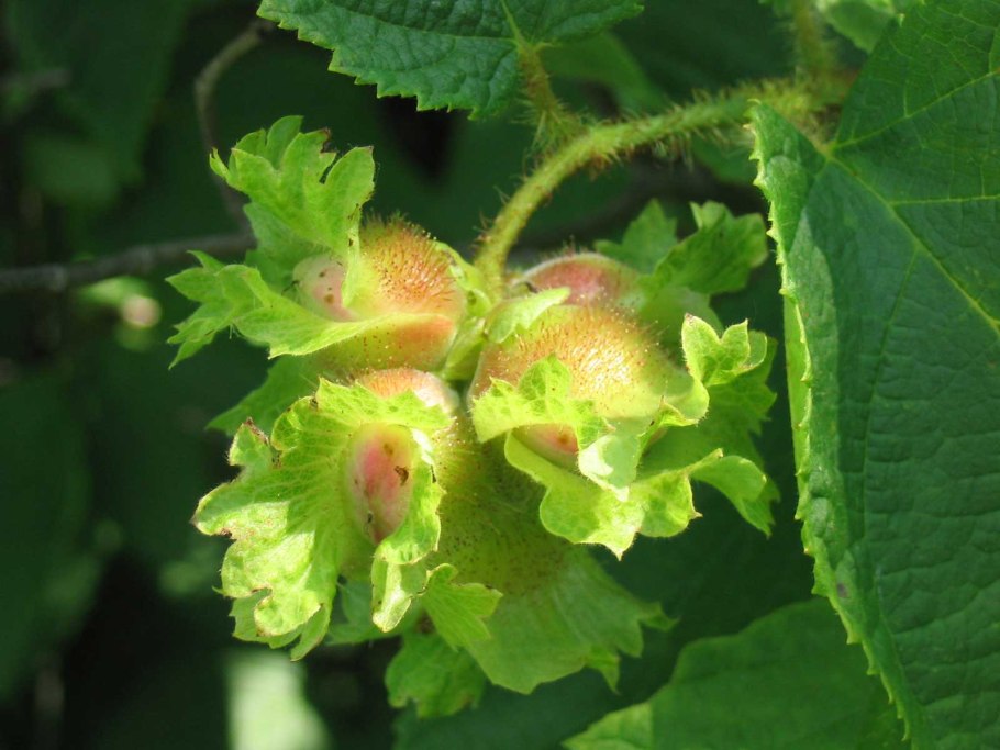 Corylus Americana лещина американская лист