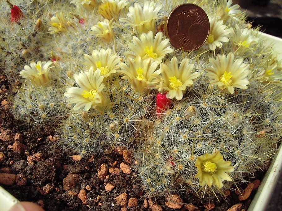 Кактус Маммиллярия побегоносная