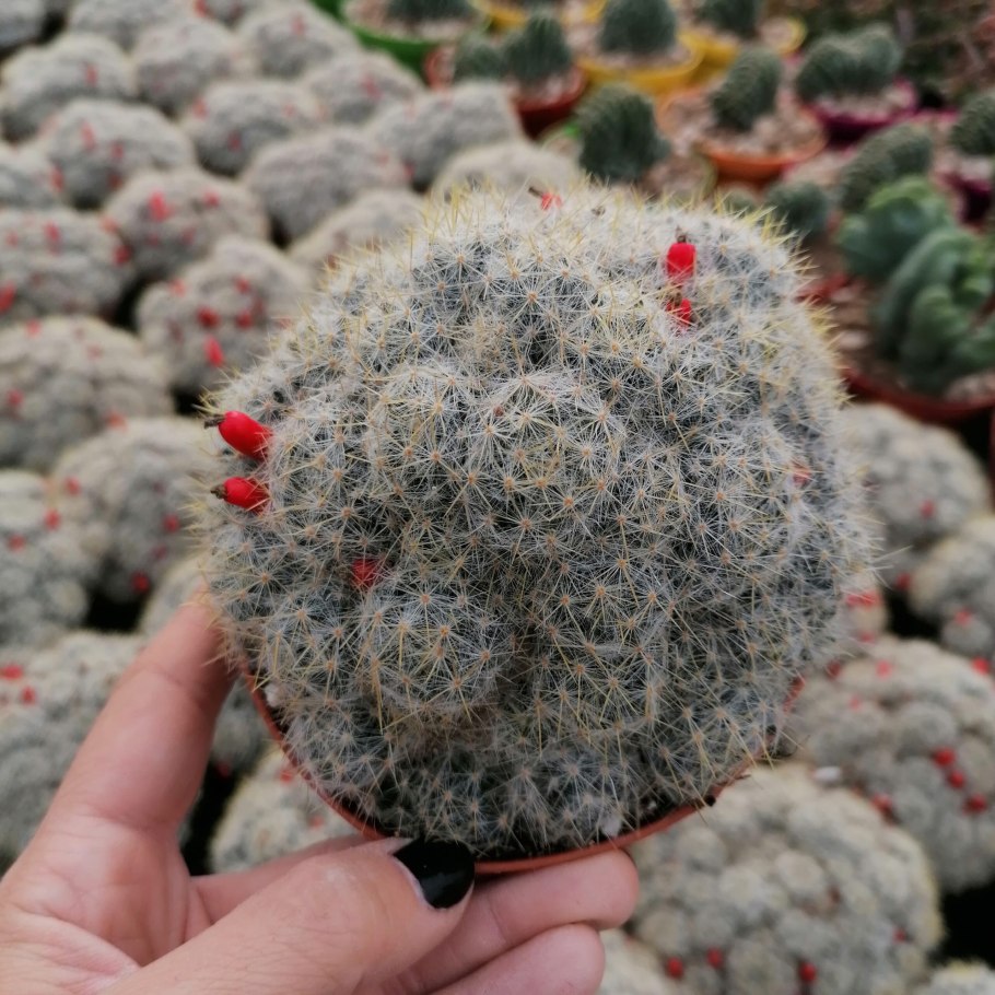 Маммиллярия пролифера Mammillaria prolifera