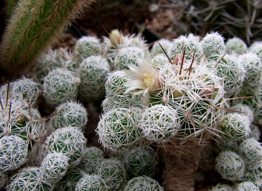 Маммиллярия пролифера