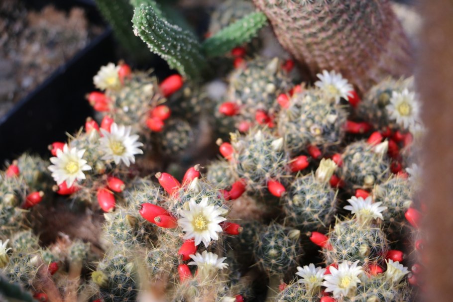 Кактус Маммиллярия болезни