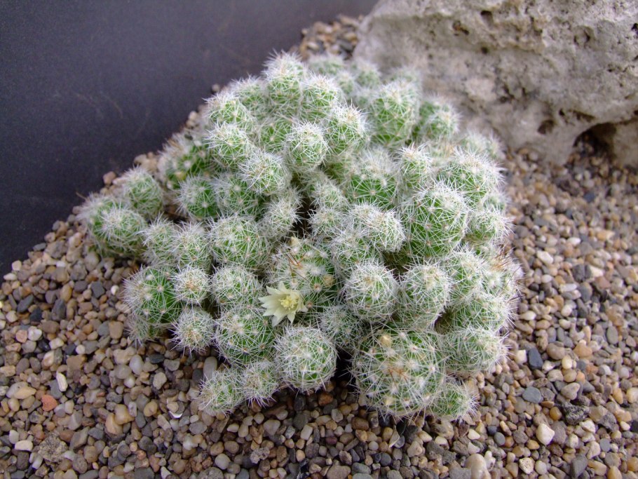 Маммиллярия грацилис