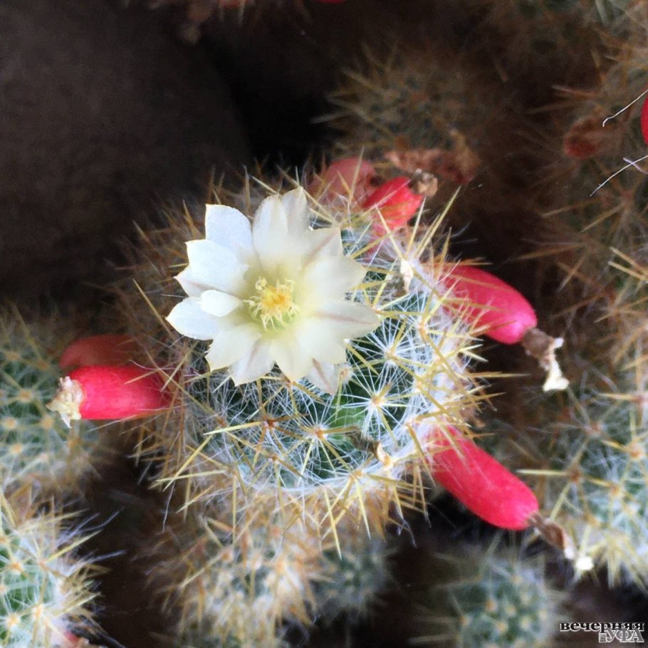 Маммиллярия пролифера