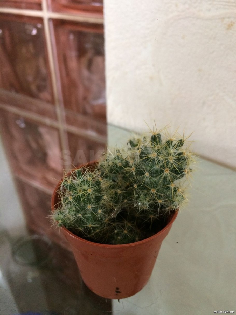 Маммиллярия менделиана