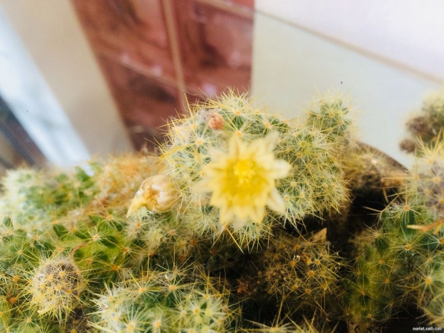 Маммиллярия пролифера