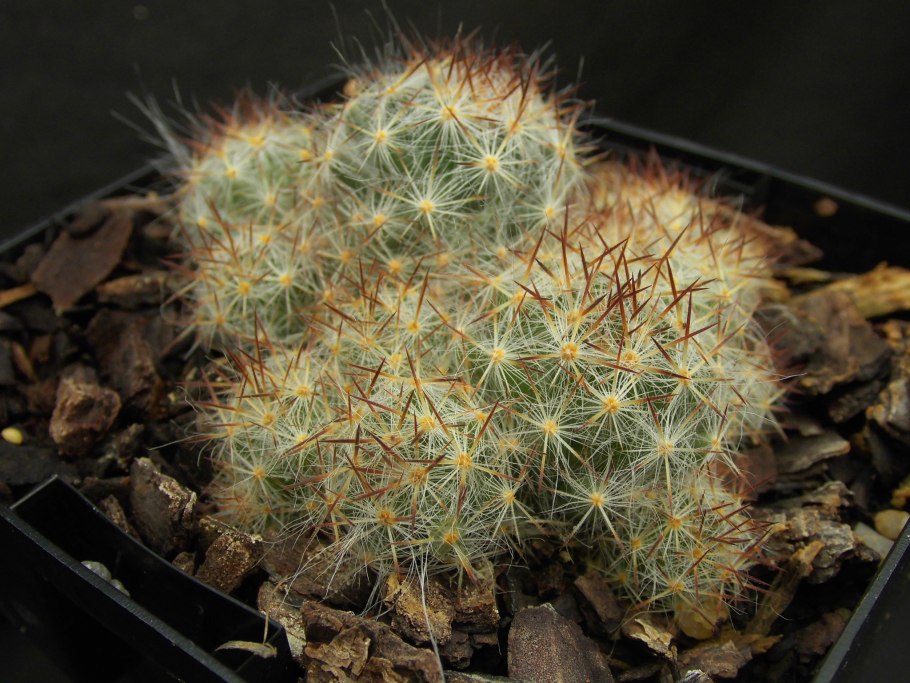 Маммиллярия пролифера