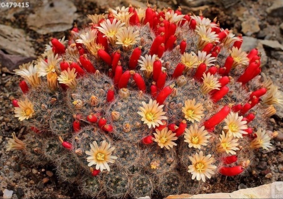 Маммиллярия пролифера