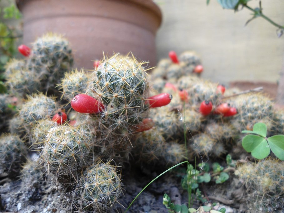 Кактус Mammillaria schiedeana