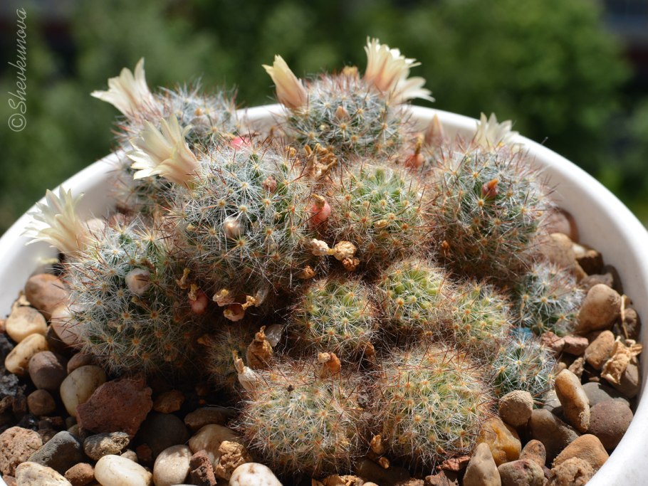 Кактус микс Маммиллярия