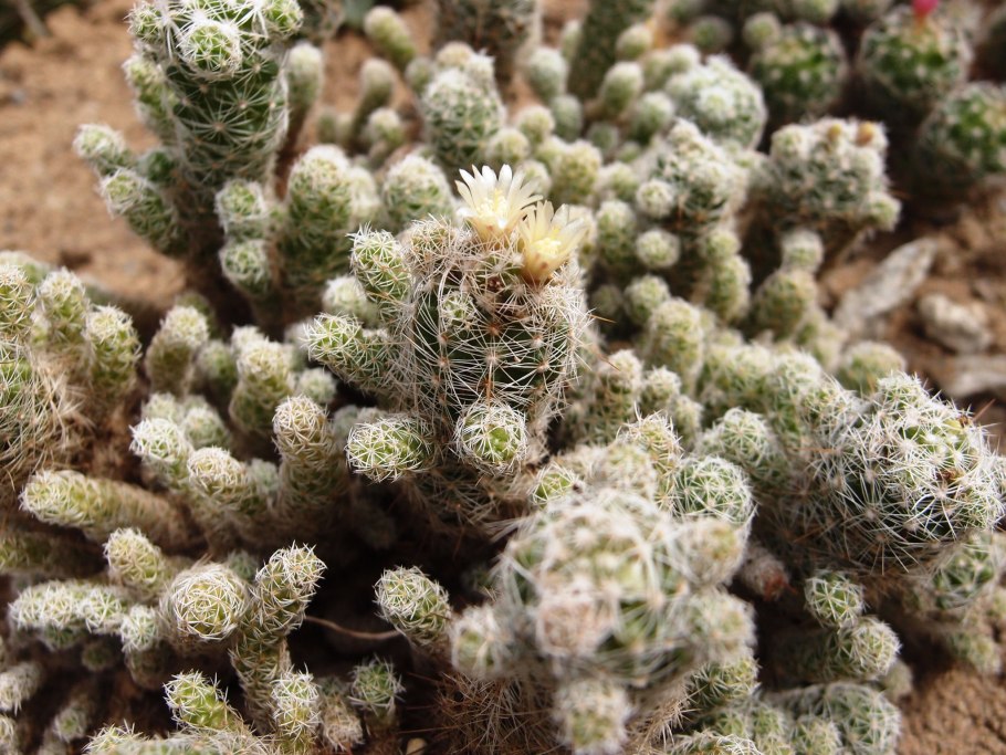 Маммиллярия блоссфельда