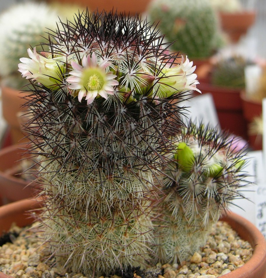 Маммиллярия Зейльмана (Mammillaria zeilmanniana)