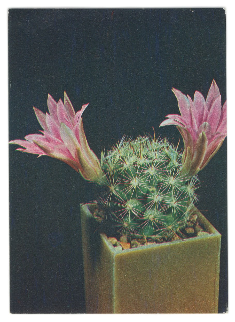 Маммиллярия белокудрая