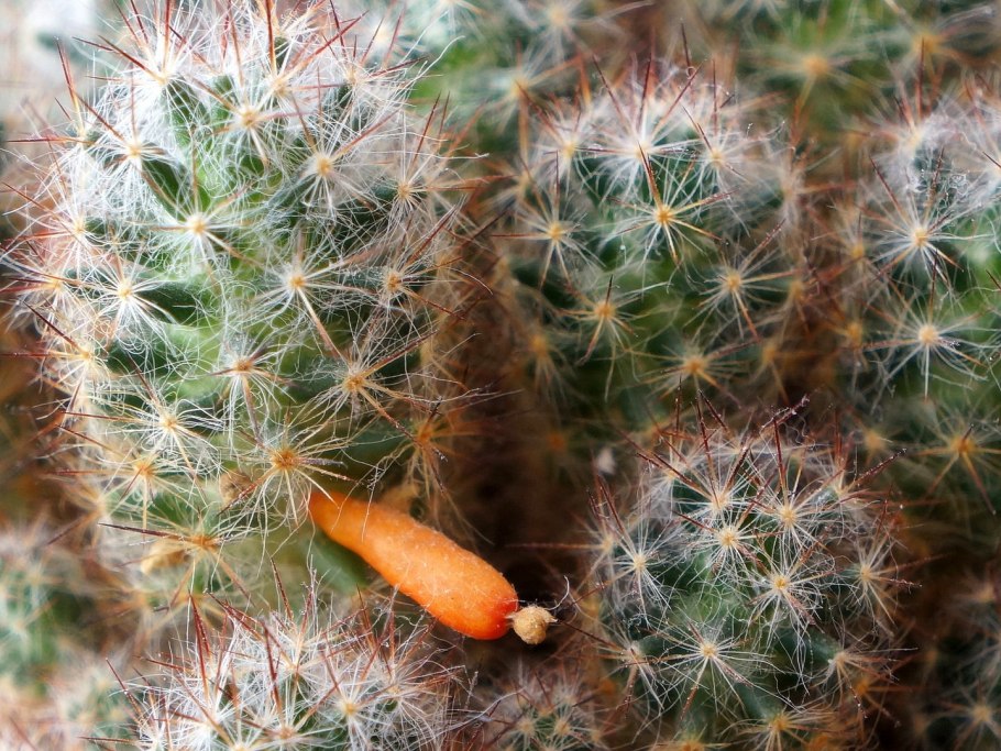 Маммиллярия пролифера