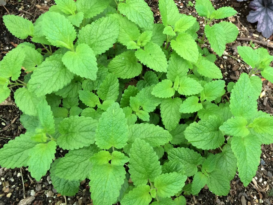 Мелисса Lemon Balm