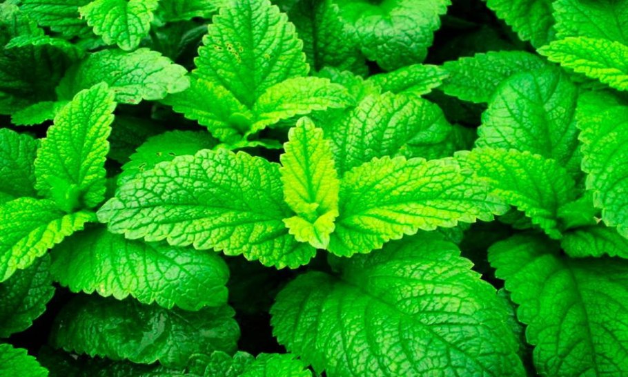 Мелисса лекарственная (Melissa officinalis)