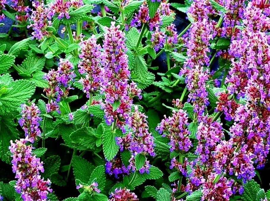 Мелисса лимонная