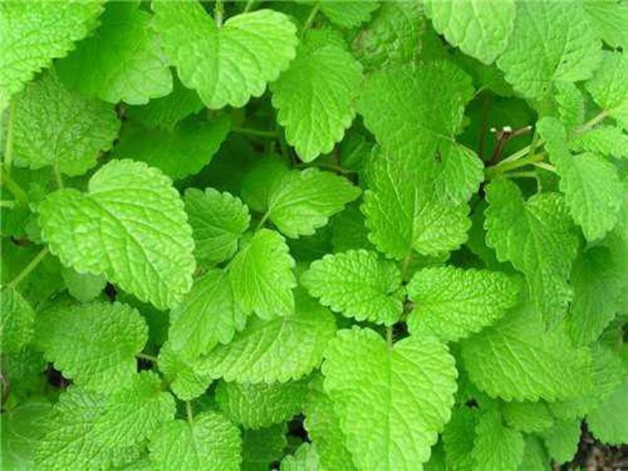 Мелисса лекарственная, лимонная мята