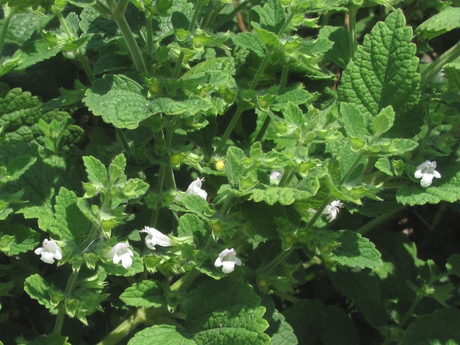 Мелисса лимонная