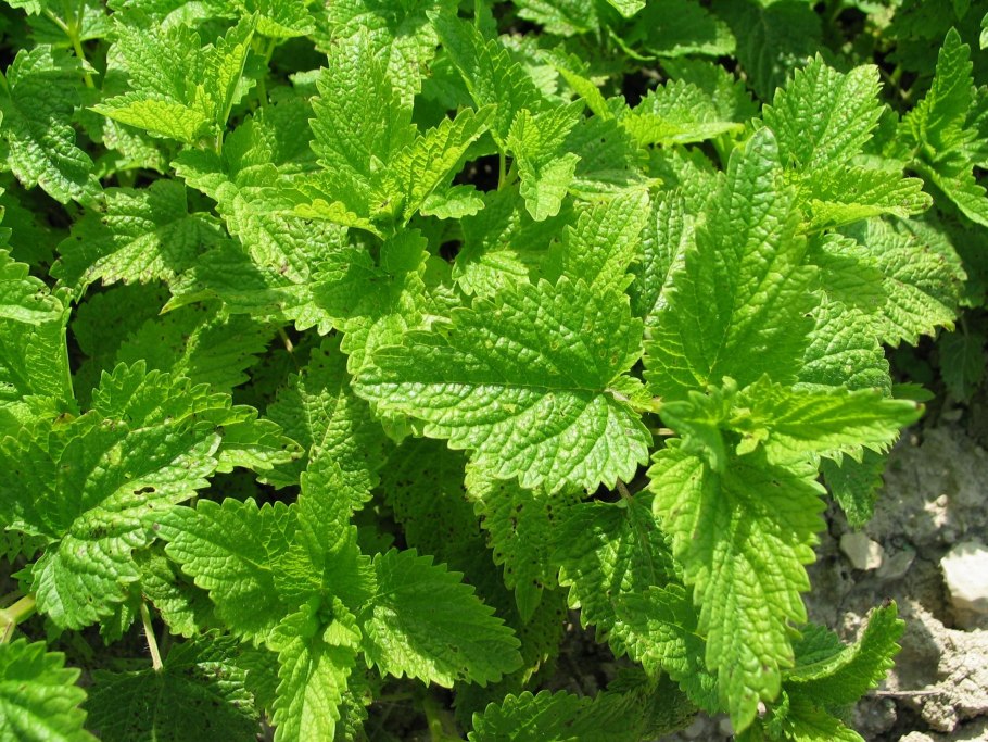 Мята Мелисса лимонник