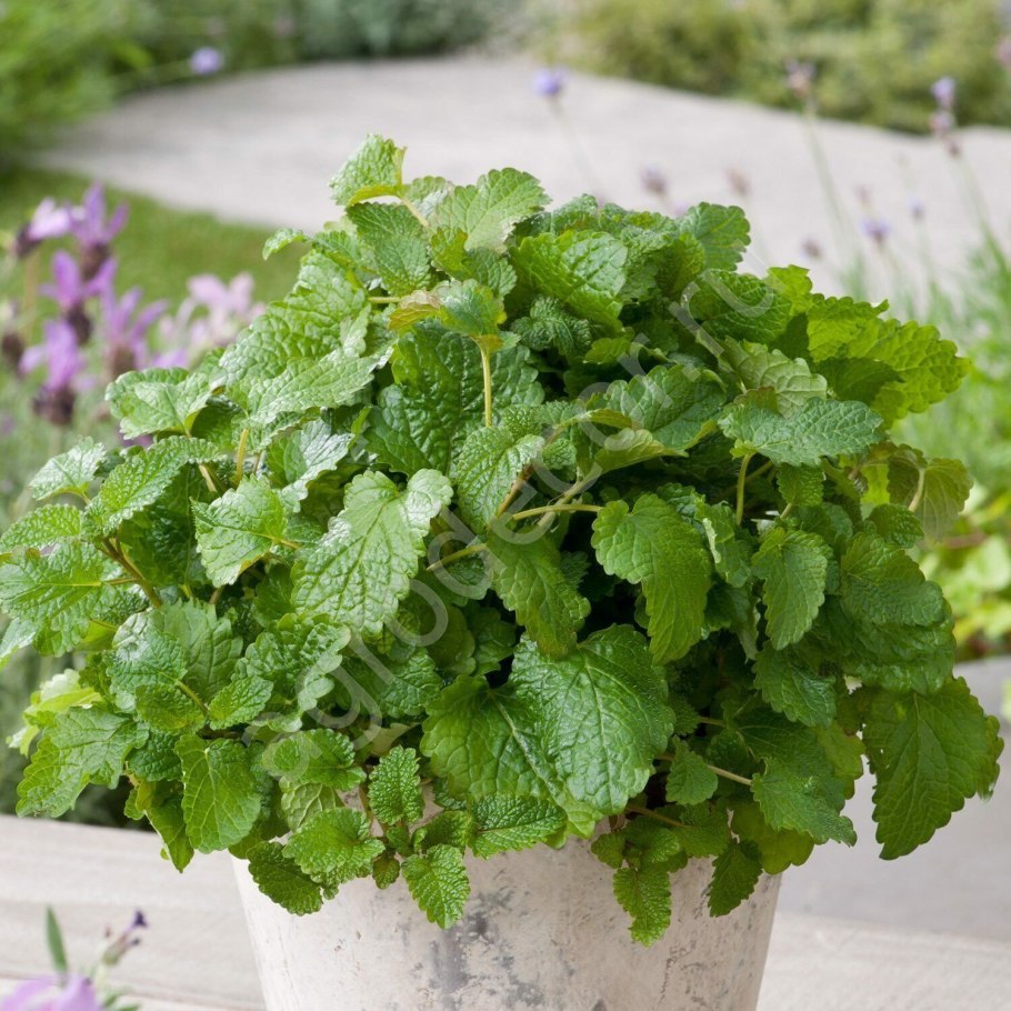 Мелисса Lemon Balm