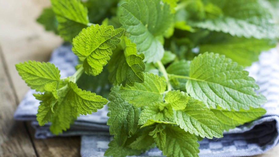 Мелисса Lemon Balm