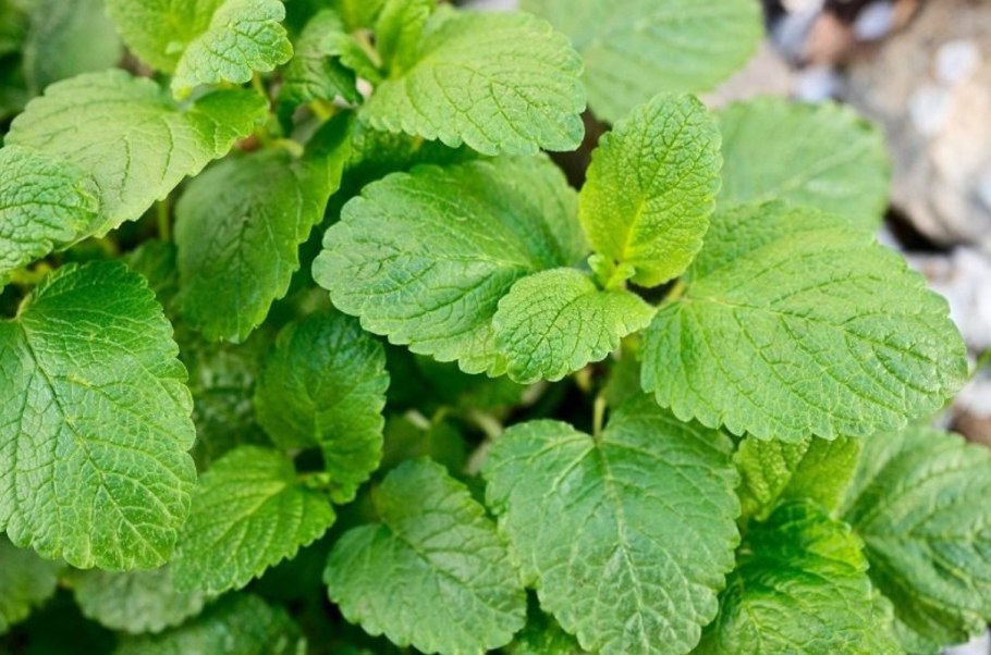 Котовник лимонный