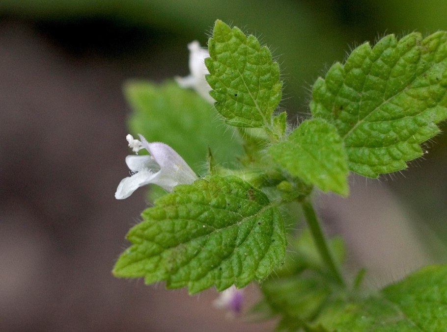 Мелисса оффициналис