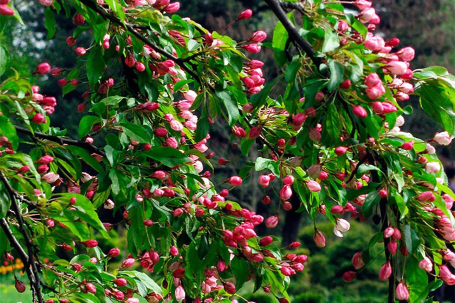Яблоня Malus angustifolia