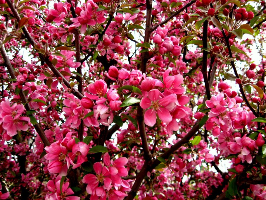 Цветущая яблоня Недзвецкого