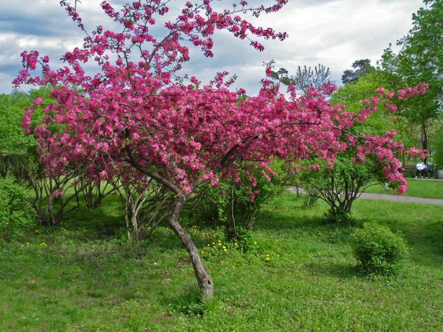 Яблоня Элей Malus eleyi
