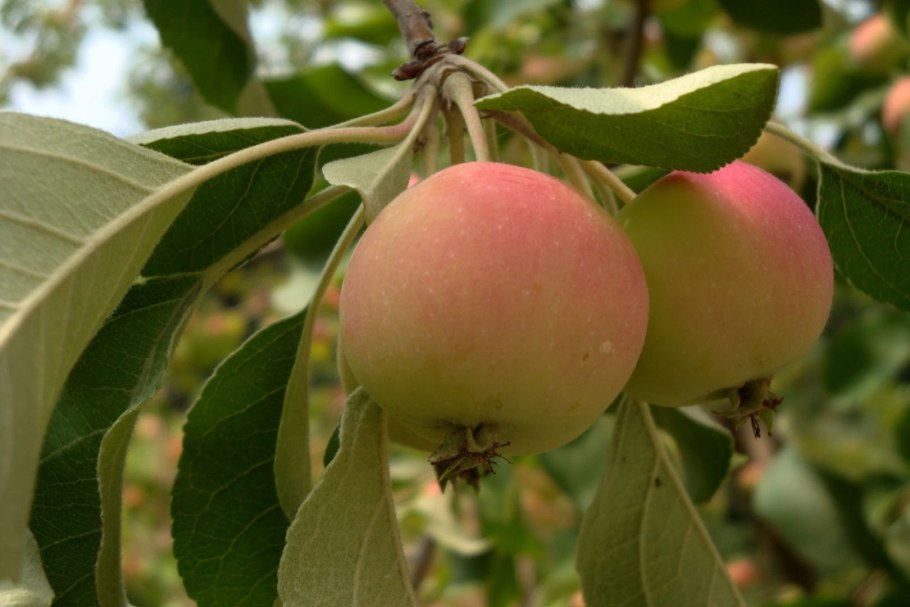 Яблоня Сибирская дичка