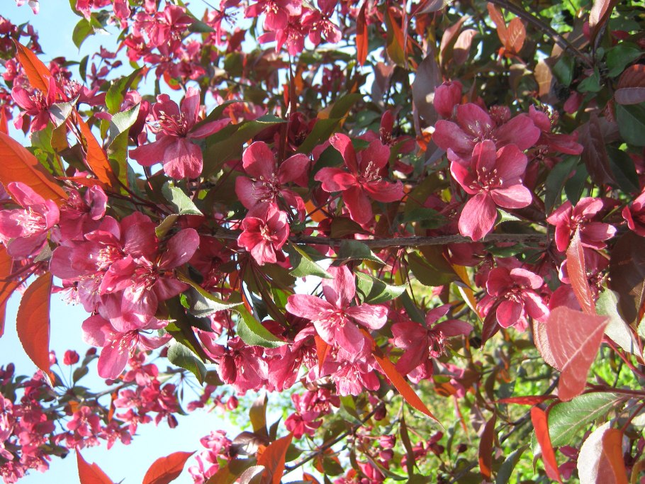 Яблоня великолепная - Malus spectabilis 'Plena'
