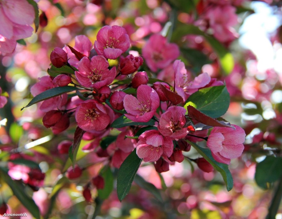 Яблоня сливолистная