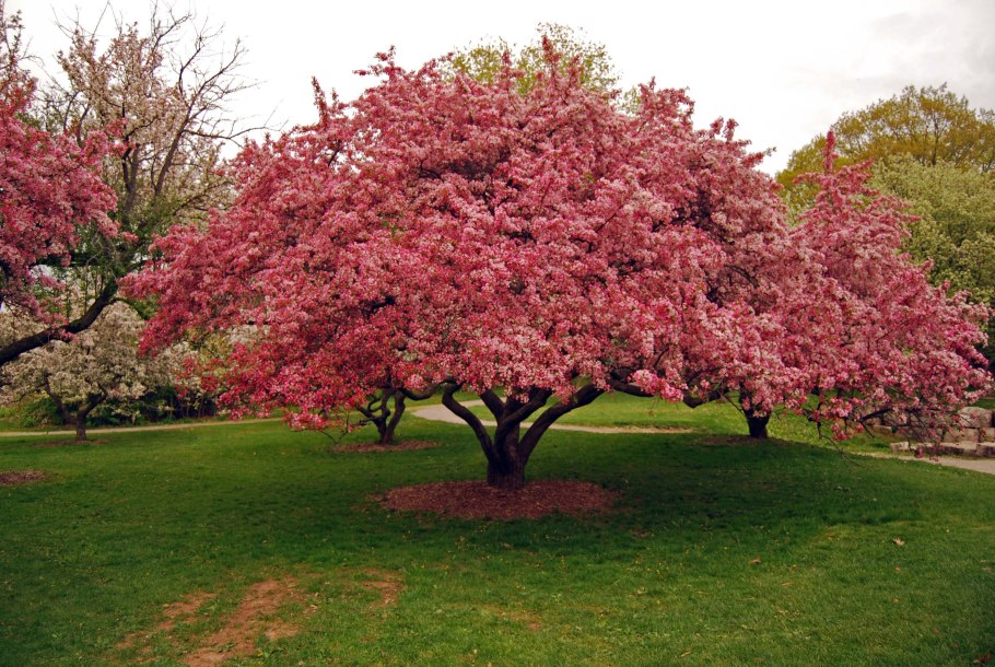 Крабовая яблоня Хайтан дерево